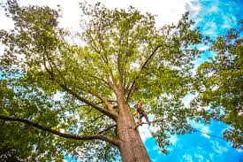 Best Seasonal Cleanup (Spring/Fall)  in East Sonora, CA