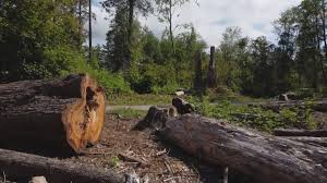 Best Tree Preservation Services  in East Sonora, CA