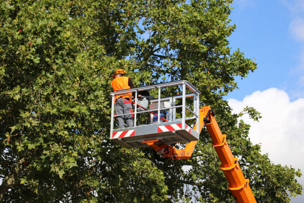 Best Tree Mulching  in East Sonora, CA