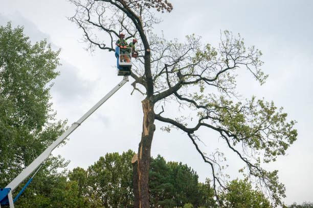 Best Storm Damage Tree Cleanup  in East Sonora, CA