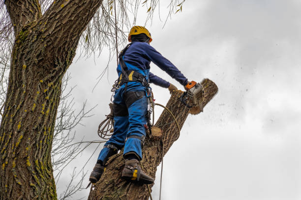 Best Utility Line Clearance  in East Sonora, CA