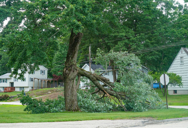 Reliable East Sonora, CA Tree Care Services Solutions