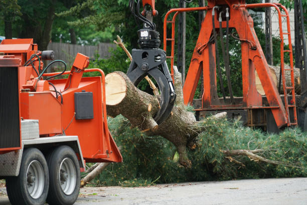 How Our Tree Care Process Works  in  East Sonora, CA